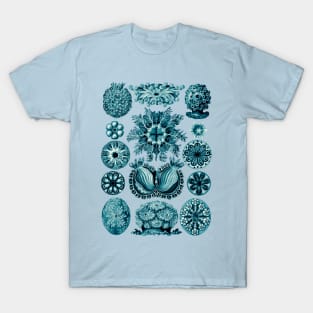 Ernst Haeckel Ascidiae Sea Squirts Teal T-Shirt